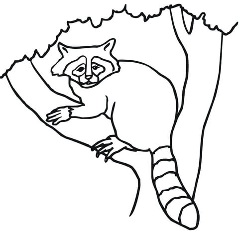 Raccoon On A Tree  Coloring Page